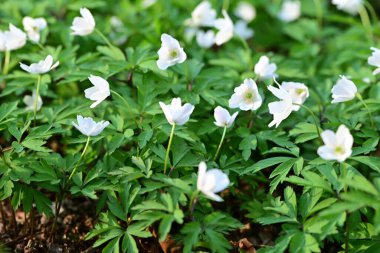 ormandaki beyaz kardelen.