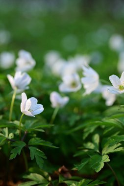 Bahçede beyaz çiçekler