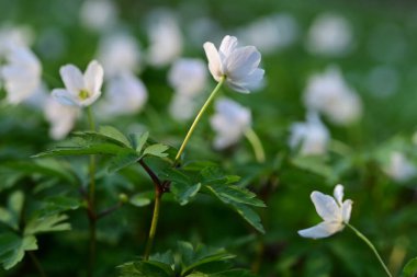 Bahçedeki güzel çiçekler