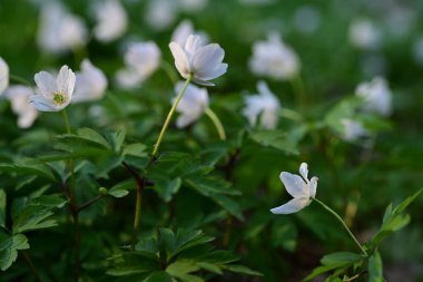 bahar çiçeği arka planı, beyaz çiçekler
