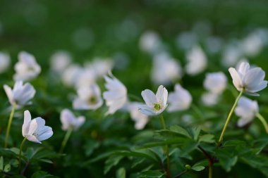 Bahçede beyaz çiçekler