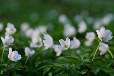 Güzel botanik fotoğrafı, doğal duvar kağıdı.