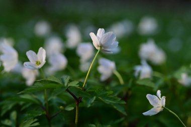 Bahçedeki güzel çiçekler