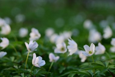 Bahçede beyaz çiçekler