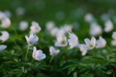 Bahçede beyaz çiçekler