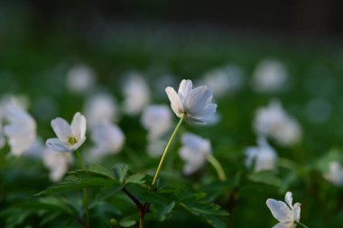 Bahçedeki güzel çiçekler