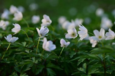 Güzel botanik fotoğrafı, doğal duvar kağıdı.