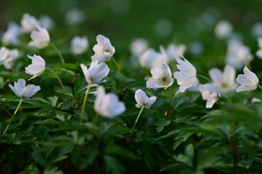 Beyaz ahşap şakayıkların (Anemone nemorosa) yemyeşil bir ormanda çiçek açmasının tepeden tırnağa görüntüsü.
