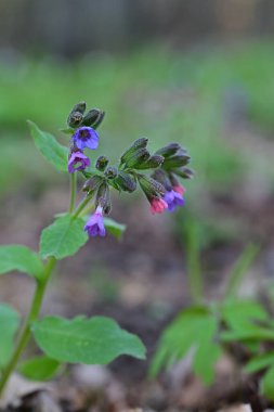 Doğal bir orman ortamında çiçek açan bir akciğerotunun (Pulmonaria officinalis) yakın çekimi.