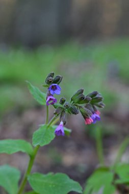 Doğal bir orman ortamında çiçek açan bir akciğerotunun (Pulmonaria officinalis) yakın çekimi.