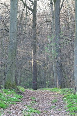 Orman ağaçları doğa bitki yaprakları