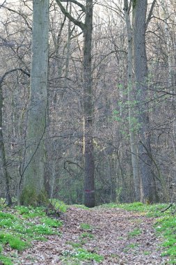 Eski bir ormanın ortasında bir ağaç.