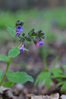 Bahçedeki mavi çiçekler