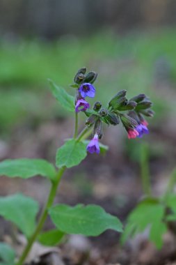 Bahçedeki mavi çiçekler