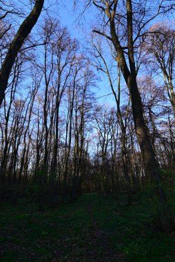 bahar ormanı. ağaçlar ve yapraklar