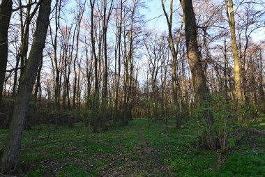 bahar ormanı, yeşil çimen, ağaçlar, doğa