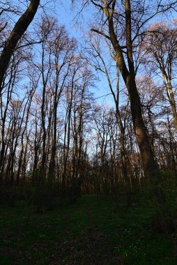 Ormanın güzel manzarası