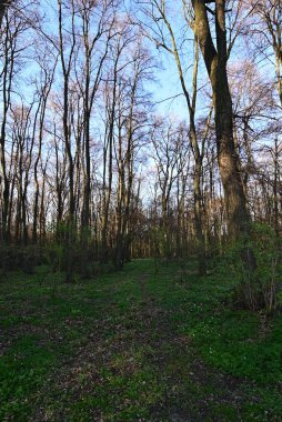 Uzun boylu ağaçlar ile güzel orman