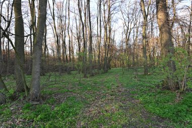 bahar ormanı, yeşil çimen ve ağaçlar