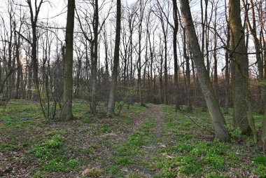 İlkbaharda orman yolu