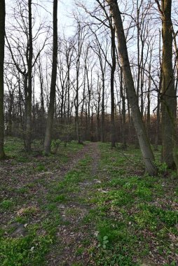 Ormanın güzel manzarası