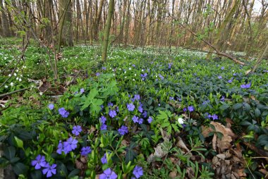 Görüntü, çiçeklerin karmaşık detaylarını yakalar ve sığ bir alan derinliği ile ayrılır. Ön planı vurgular, arka planı hafifçe bulanıklaştırır..