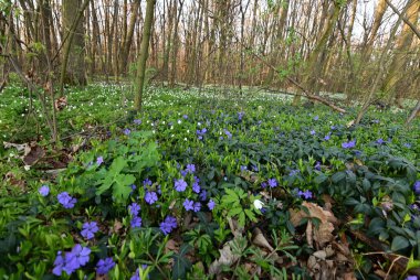 Görüntü, çiçeklerin karmaşık detaylarını yakalar ve sığ bir alan derinliği ile ayrılır. Ön planı vurgular, arka planı hafifçe bulanıklaştırır..