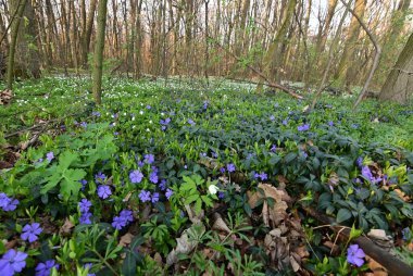 Görüntü, çiçeklerin karmaşık detaylarını yakalar ve sığ bir alan derinliği ile ayrılır. Ön planı vurgular, arka planı hafifçe bulanıklaştırır..