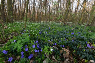 Görüntü, çiçeklerin karmaşık detaylarını yakalar ve sığ bir alan derinliği ile ayrılır. Ön planı vurgular, arka planı hafifçe bulanıklaştırır..