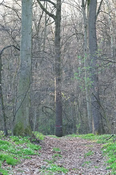 Eski bir ormanın ortasında bir ağaç.
