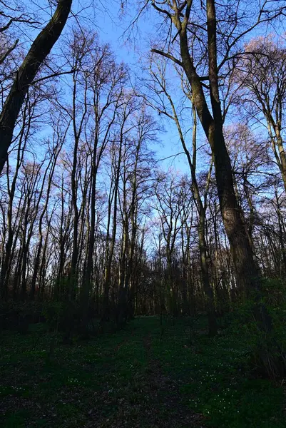 bahar ormanı. ağaçlar ve yapraklar