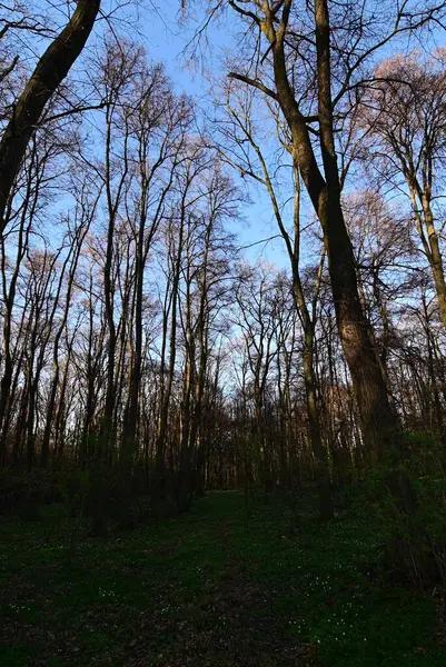 Ormanın güzel manzarası