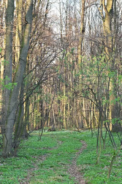 Çek Cumhuriyeti 'nde korunan bir doğa rezervi olan Hnvoick Hj' dan geçen bir orman yolunun huzurlu bir bahar manzarası. Anemone nemorosa (Anemone nemorosa))