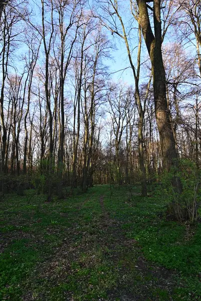 Uzun boylu ağaçlar ile güzel orman