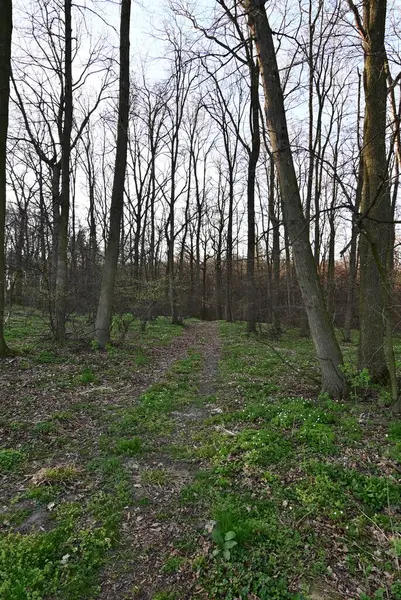 Arka planda güzel bir bahar ormanı var, kapatın.