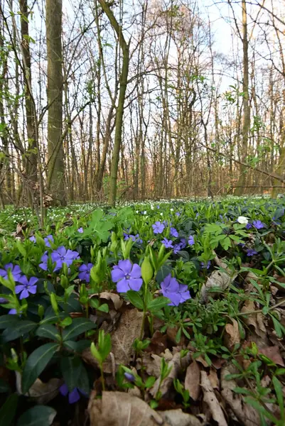 Görüntü, çiçeklerin karmaşık detaylarını yakalar ve sığ bir alan derinliği ile ayrılır. Ön planı vurgular, arka planı hafifçe bulanıklaştırır..