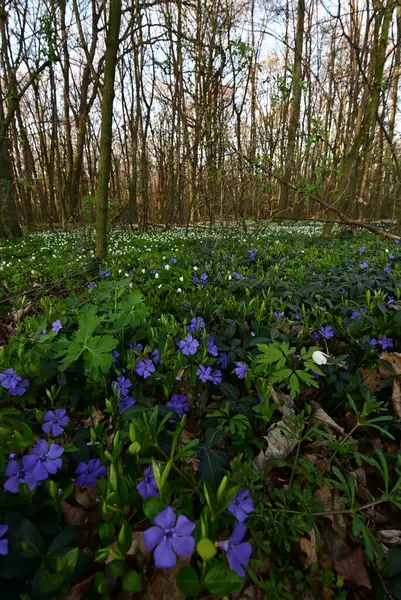 Görüntü, çiçeklerin karmaşık detaylarını yakalar ve sığ bir alan derinliği ile ayrılır. Ön planı vurgular, arka planı hafifçe bulanıklaştırır..
