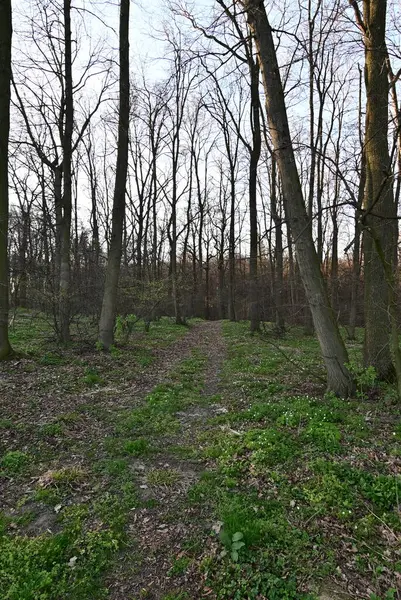 Ormanın güzel manzarası