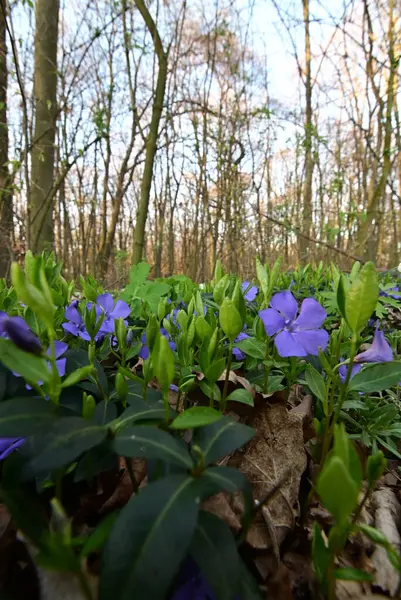 Görüntü, çiçeklerin karmaşık detaylarını yakalar ve sığ bir alan derinliği ile ayrılır. Ön planı vurgular, arka planı hafifçe bulanıklaştırır..