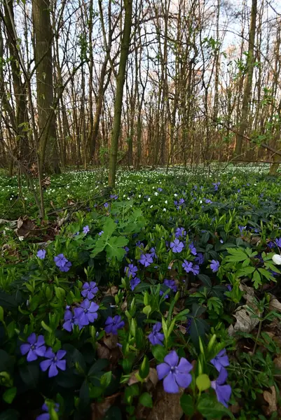 Görüntü, çiçeklerin karmaşık detaylarını yakalar ve sığ bir alan derinliği ile ayrılır. Ön planı vurgular, arka planı hafifçe bulanıklaştırır..