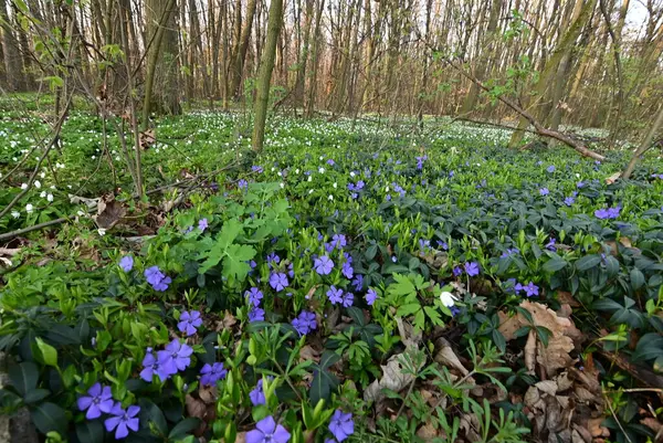 Görüntü, çiçeklerin karmaşık detaylarını yakalar ve sığ bir alan derinliği ile ayrılır. Ön planı vurgular, arka planı hafifçe bulanıklaştırır..