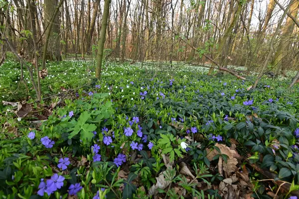 Görüntü, çiçeklerin karmaşık detaylarını yakalar ve sığ bir alan derinliği ile ayrılır. Ön planı vurgular, arka planı hafifçe bulanıklaştırır..