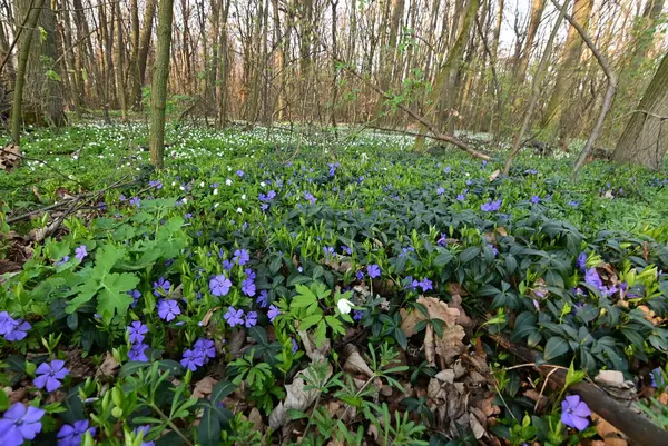 Görüntü, çiçeklerin karmaşık detaylarını yakalar ve sığ bir alan derinliği ile ayrılır. Ön planı vurgular, arka planı hafifçe bulanıklaştırır..