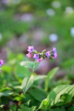 Doğal bir orman ortamında çiçek açan bir akciğerotunun (Pulmonaria officinalis) yakın çekimi.