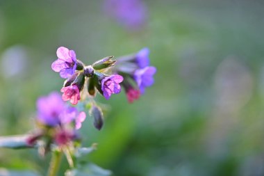 Bahçedeki güzel çiçekler
