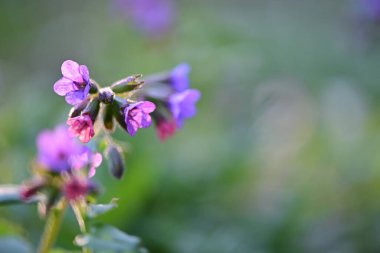 Doğal bir orman ortamında çiçek açan bir akciğerotunun (Pulmonaria officinalis) yakın çekimi.