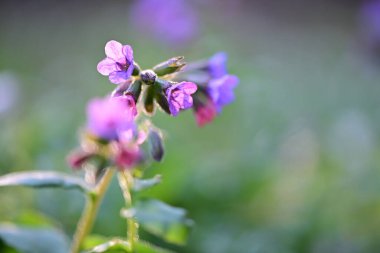 Doğal bir orman ortamında çiçek açan bir akciğerotunun (Pulmonaria officinalis) yakın çekimi.