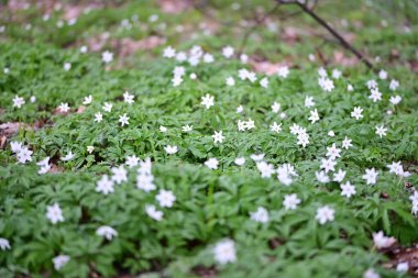 Orman zemininde taze yeşil yapraklar ve doğal orman dokularıyla çevrili bir orman şakayığının (Anemone nemorosa) yakın çekimi..