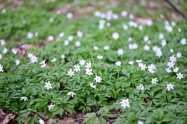Orman zemininde taze yeşil yapraklar ve doğal orman dokularıyla çevrili bir orman şakayığının (Anemone nemorosa) yakın çekimi..