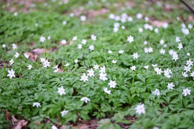 Orman zemininde taze yeşil yapraklar ve doğal orman dokularıyla çevrili bir orman şakayığının (Anemone nemorosa) yakın çekimi..